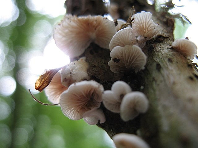 Crepidotus variabilis  